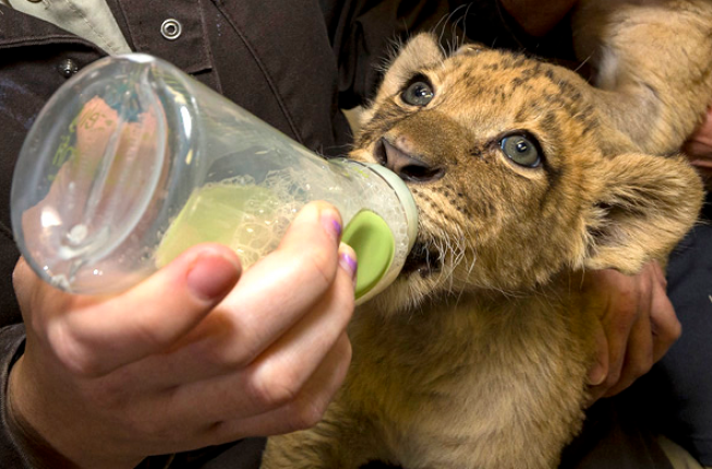 Collegamento a ANIMAL CARE